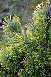 Amber Gold Mugo Pine (Pinus mugo 'Amber Gold') at A Very Successful Garden Center