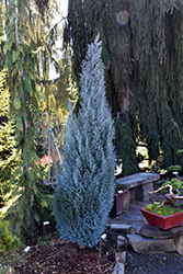 Blue Surprise Port Orford Cedar (Chamaecyparis lawsoniana 'Blue Surprise') at A Very Successful Garden Center