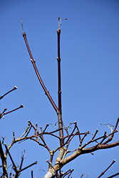 Burgundy Jewel Vine Maple (Acer circinatum 'Burgundy Jewel') at Stonegate Gardens