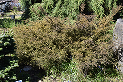 County Park Fire Alpine Plum Yew (Podocarpus 'County Park Fire') at Stonegate Gardens