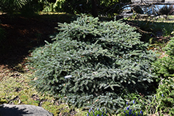 Prostrate Alcock's Spruce (Picea alcoquiana 'Prostrata') at Lakeshore Garden Centres