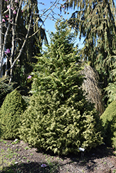 Mariesii Hinoki Falsecypress (Chamaecyparis obtusa 'Mariesii') at A Very Successful Garden Center
