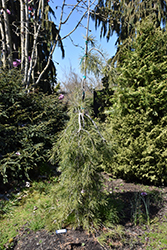 Slim Jim Scotch Pine (Pinus sylvestris 'Slim Jim') at Lakeshore Garden Centres