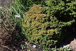 Tenzan Japanese Cedar (Cryptomeria japonica 'Tenzan') at Lakeshore Garden Centres