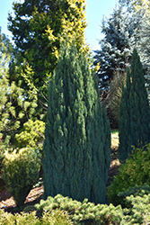 Ellwood's Pillar Lawson Falsecypress (Chamaecyparis lawsoniana 'Ellwood's Pillar') at A Very Successful Garden Center