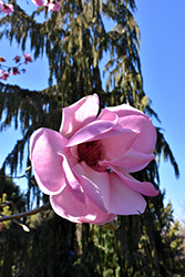 Caerhay's Belle Magnolia (Magnolia 'Caerhay's Belle') at Stonegate Gardens