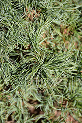 Green Twist White Pine (Pinus strobus 'Green Twist') at Stonegate Gardens