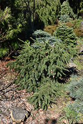 Red Cone Spruce (Picea abies 'Acrocona') at A Very Successful Garden Center