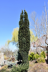 Beanpole Yew (Taxus x media 'Beanpole') at Stonegate Gardens