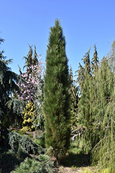 Green Tower Austrian Pine (Pinus nigra 'Green Tower') at A Very Successful Garden Center
