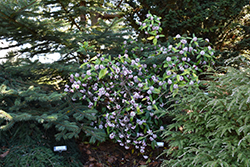 Winter Daphne (Daphne odora) at A Very Successful Garden Center