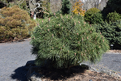 Brepo Dwarf Austrian Pine (Pinus nigra 'Brepo') at Lakeshore Garden Centres