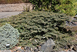 Green Carpet Juniper (Juniperus communis 'Green Carpet') at A Very Successful Garden Center
