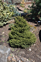 Losely Oriental Spruce (Picea orientalis 'Losely') at A Very Successful Garden Center
