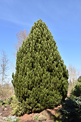 Compact Gem Bosnian Pine (Pinus heldreichii 'Compact Gem') at A Very Successful Garden Center