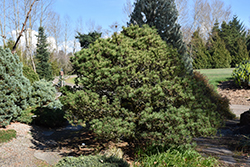 Spaan's Dwarf Shore Pine (Pinus contorta 'Spaan's Dwarf') at A Very Successful Garden Center