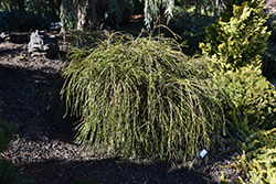 Whipcord Arborvitae (Thuja plicata 'Whipcord') at A Very Successful Garden Center