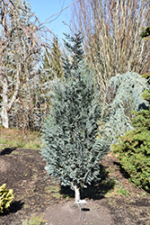 Alum Lawson Falsecypress (Chamaecyparis lawsoniana 'Alumii') at A Very Successful Garden Center