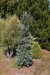 Blue Angel Japanese White Pine (Pinus parviflora 'Blue Angel') at A Very Successful Garden Center