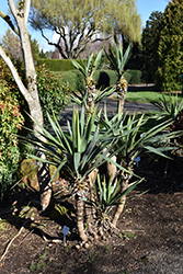 Curve-leaf Yucca (Yucca recurvifolia) at A Very Successful Garden Center