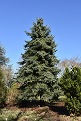 Engelmann Spruce (Picea engelmannii) at A Very Successful Garden Center