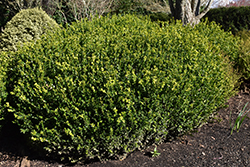 Green Beauty Boxwood (Buxus 'Green Beauty') at A Very Successful Garden Center