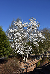 Royal Star Magnolia (Magnolia stellata 'Royal Star') at Stonegate Gardens