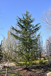 Bush's Electra Deodar Cedar (Cedrus deodara 'Bush's Electra') at Stonegate Gardens