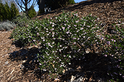 Howard McMinn Manzanita (Arctostaphylos densiflora 'Howard McMinn') at A Very Successful Garden Center