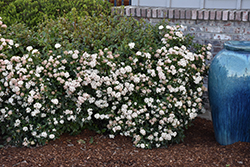 Spring Bouquet Viburnum (Viburnum tinus 'Spring Bouquet') at A Very Successful Garden Center