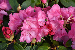 April Glow Rhododendron (Rhododendron 'April Glow') at Lakeshore Garden Centres