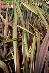 Sundowner New Zealand Flax (Phormium 'Sundowner') at Lakeshore Garden Centres