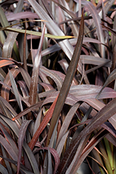 Dark Delight New Zealand Flax (Phormium 'Dark Delight') at A Very Successful Garden Center