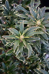Variegated Pontic Rhododendron (Rhododendron ponticum 'Variegatum') at A Very Successful Garden Center