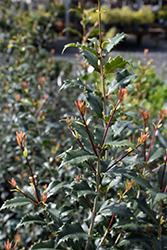 San Jose Sweet Olive (Osmanthus x fortunei 'San Jose') at A Very Successful Garden Center