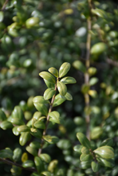 Convex-Leaf Japanese Holly (Ilex crenata 'Convexa') at A Very Successful Garden Center