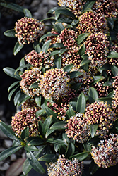 Dwarf Male Japanese Skimmia (Skimmia japonica 'Dwarf Male') at A Very Successful Garden Center