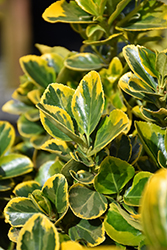Gold Variegated Japanese Euonymus (Euonymus japonicus 'Aureomarginatus') at A Very Successful Garden Center