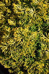Butterball Hinoki Falsecypress (Chamaecyparis obtusa 'Butter Ball') at Stonegate Gardens