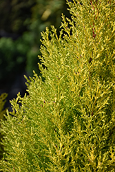 Wilma Goldcrest Monterey Cypress (Cupressus macrocarpa 'Wilma Goldcrest') at A Very Successful Garden Center
