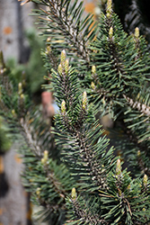 Kotobuki Japanese Black Pine (Pinus thunbergii 'Kotobuki') at Stonegate Gardens