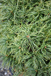 Mini Twists White Pine (Pinus strobus 'Mini Twists') at The Mustard Seed