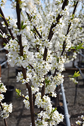Satsuma Plum (dwarf) (Prunus 'Satsuma (dwarf)') at A Very Successful Garden Center