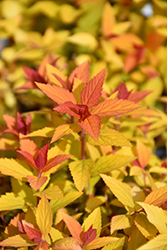 Double Play Candy Corn Spirea (Spiraea japonica 'NCSX1') at The Mustard Seed