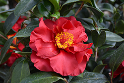 Bob Hope Camellia (Camellia japonica 'Bob Hope') at Lakeshore Garden Centres