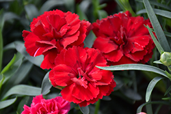 Oscar Dark Red Carnation (Dianthus caryophyllus 'KLEDP11108') at A Very Successful Garden Center