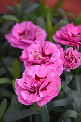 Oscar Pink Carnation (Dianthus caryophyllus 'KLEDP10105') at Stonegate Gardens