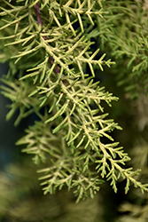 Limelight Arizona Cypress (Cupressus arizonica 'Limelight') at Stonegate Gardens