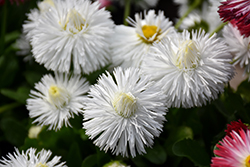 Habanera White English Daisy (Bellis perennis 'Habanera White') at A Very Successful Garden Center