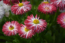 Habanera White with Red Tips English Daisy (Bellis perennis 'Habanera White with Red Tips') at Lakeshore Garden Centres